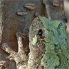 Tree Frog