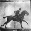 Animation of Muybridge by Steev